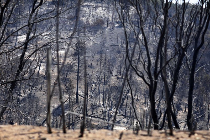 Oak Fire Burns in California