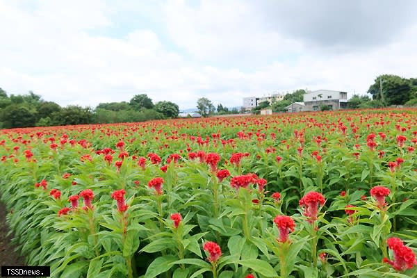 南彰化雞冠花產地，園主開放給遊客參觀，吸引許多人慕名前來欣賞難得一見的雞冠花花海。（記者方一成攝）