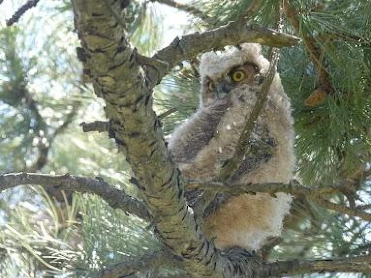 This fluffy great horned owl nestling has been drawing crowds along the Ottawa River. Experts say if you do post photos, keep the specific location private — which why CBC is doing that here. (Supplied - image credit)