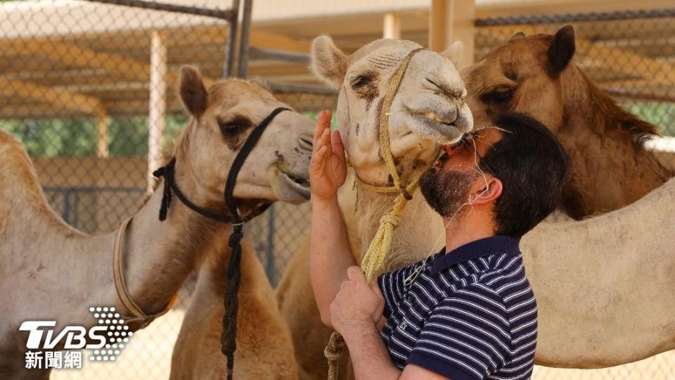 駱駝被中東人譽為「寶藏和伙伴」，除了是交通工具，如今也是選美比賽的主角。（圖／達志影像路透社）
