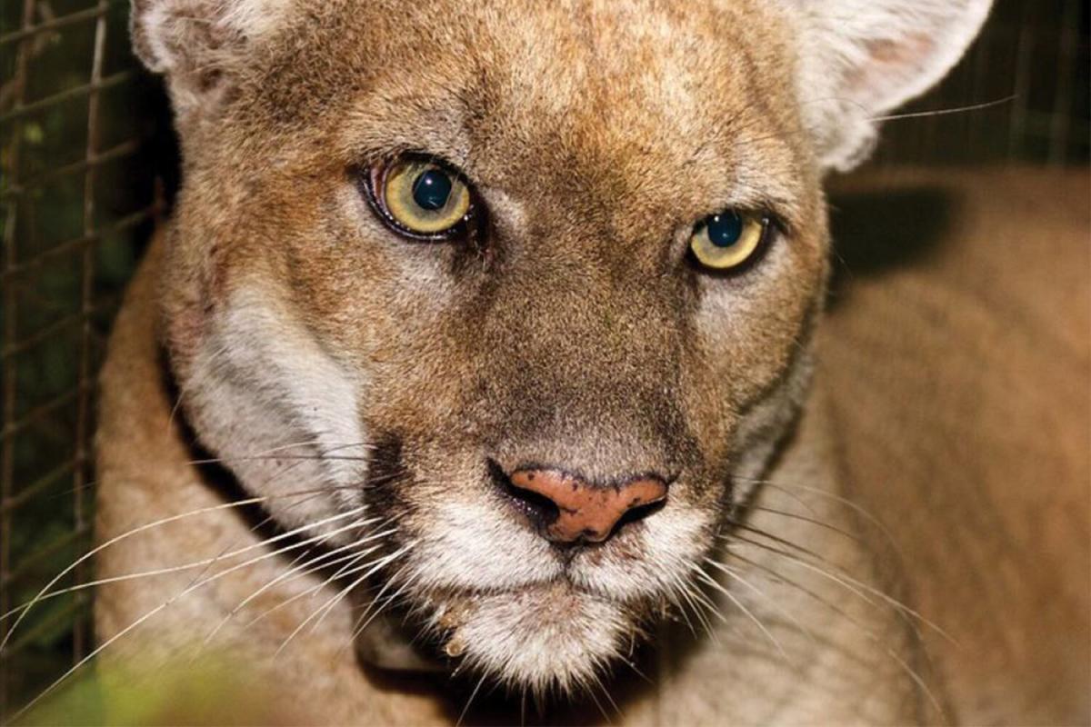 El famoso L.A. Mountain Lion P-22 mostró signos de deterioro de la salud después del arresto