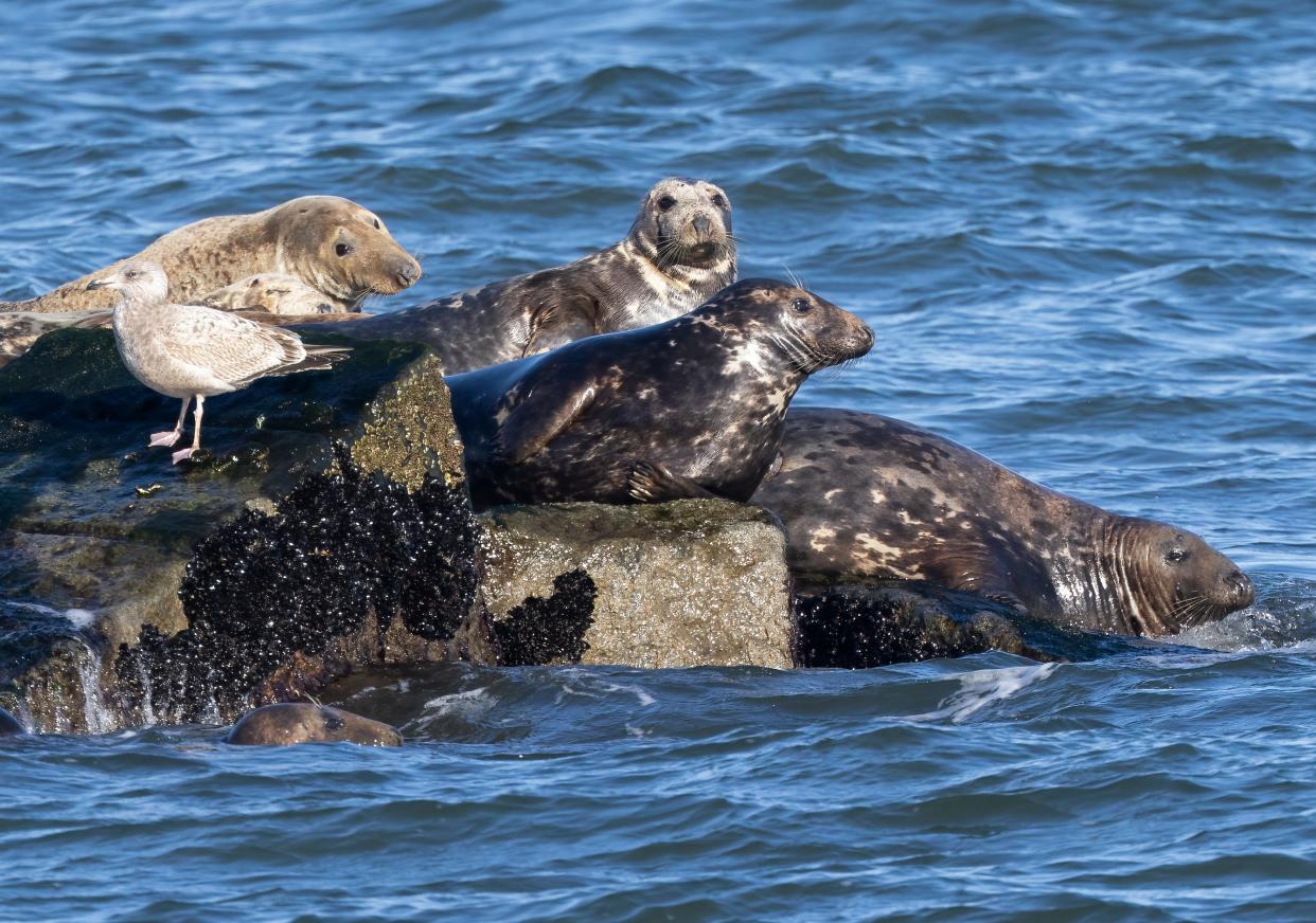 Gray seals haul out on rocks off Lewes, Delaware.