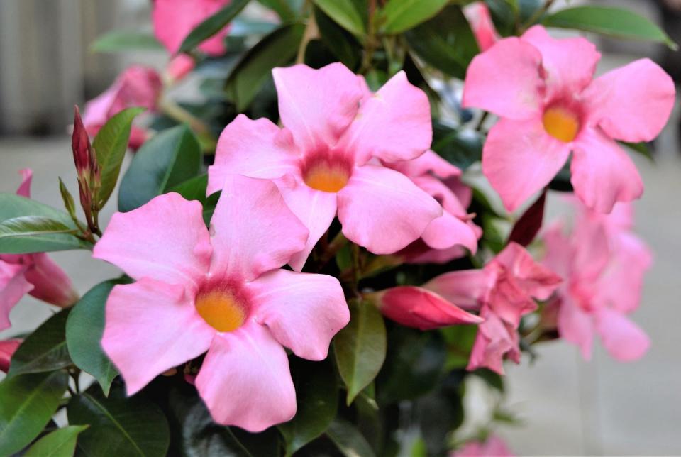 Mandevilla