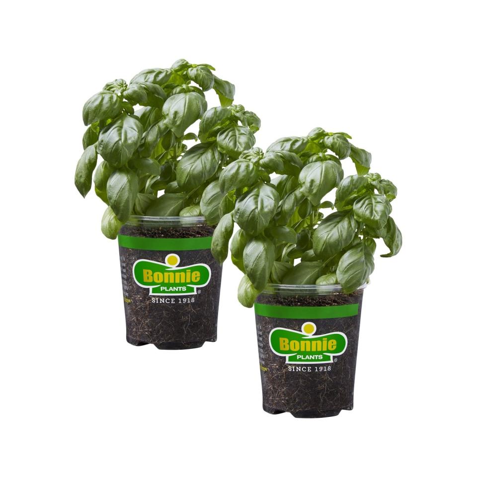 2) Bonnie Plants Basil in a Pot (2-Pack)