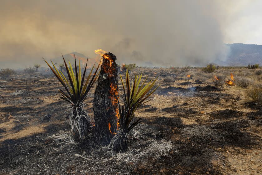 A Joshua Tree burns during the York Fire on Sunday, July 30, 2023, in the Mojave National Preserve, Calif. Crews battled "fire whirls" in California's Mojave National Preserve this weekend as a massive wildfire crossed into Nevada amid dangerously high temperatures and raging winds. (AP Photo/Ty O'Neil)