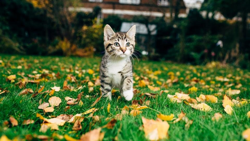 kitten outside