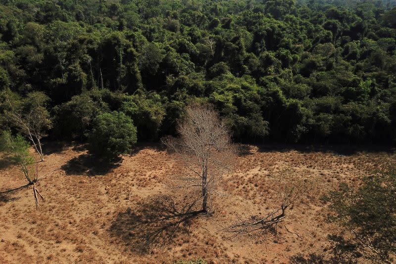 FILE PHOTO: An aerial view shows a dead tree near a forest on the border between Amazonia and Cerrado in Nova Xavantina