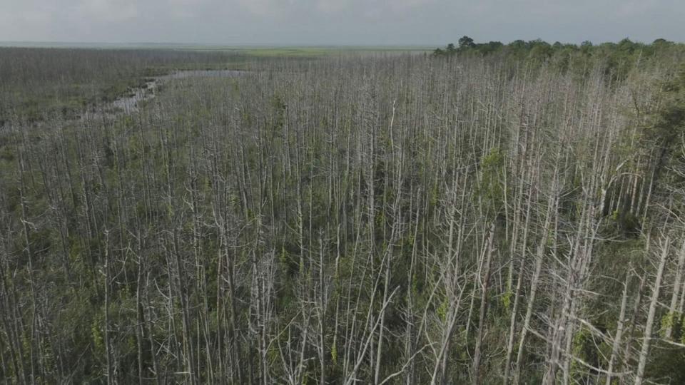PHOTO: Atlantic white cedar forests in New Jersey are dying for stretches of miles creating a 'ghost forest.' (ABC News)