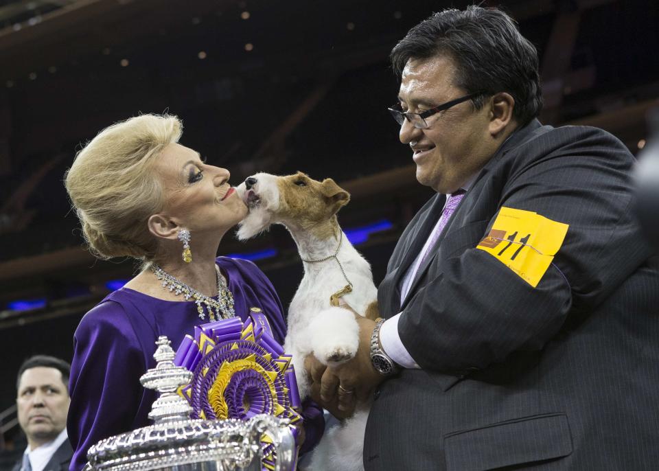 Winning wire fox terrier kisses judge Betty Regina Leininger after winning "best in show" at the 2014 Westminster Kennel Club Dog Show in New York