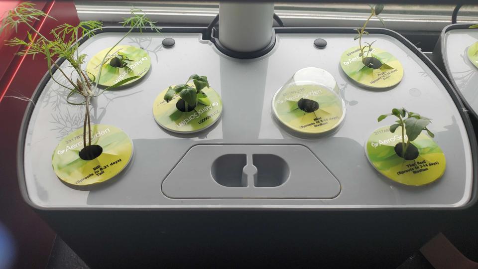 plants growing in AeroGarden Harvest