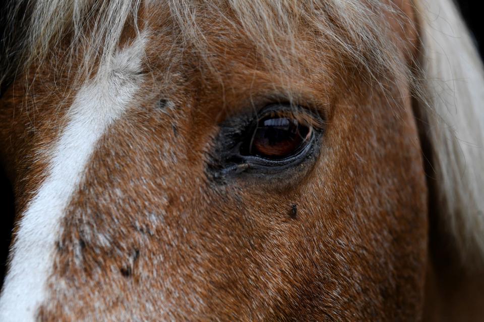 Cochise, the ambassador for the rare Santa Cruz Island horse breed, resides at El Campeon Farms in Hidden Valley, on Friday, Oct. 14, 2022.