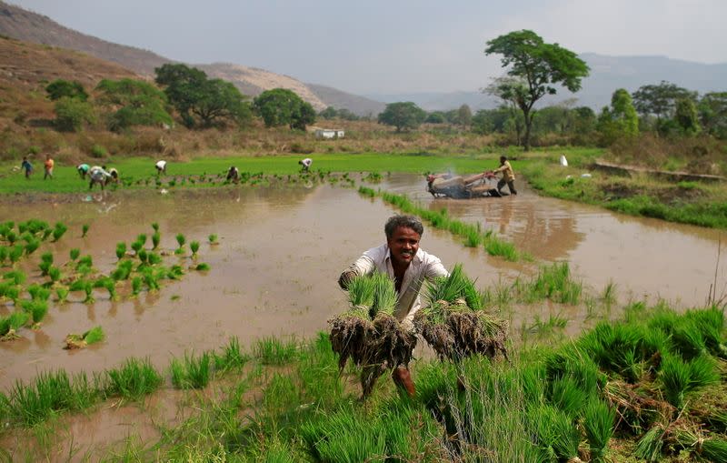 FILE PHOTO: FILE PHOTO: A laborer throws rice saplings as others plant them in another field in Karjat