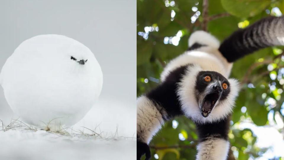 岩雷鳥：雪球、狐猴：尖叫。（圖／翻攝自 搞笑野生動物攝影獎）