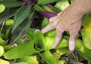 <p>This photo taken Thursday, May 12, 2016, shows standing water, a mosquito breeding habitat, in a bromeliad plant during an inspection outside a home in Rio, Fla. (AP Photo/Alan Diaz)</p>