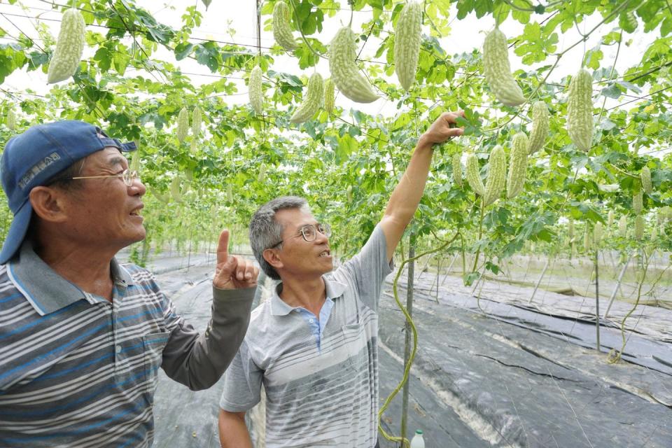 觀自在農場曾授權栽培「花蓮2號」苦瓜。花蓮農改場退休副研究員全中和（右）與觀自在農場負責人林瑞鵬（左）。（圖片提供／花蓮區農業改良場）