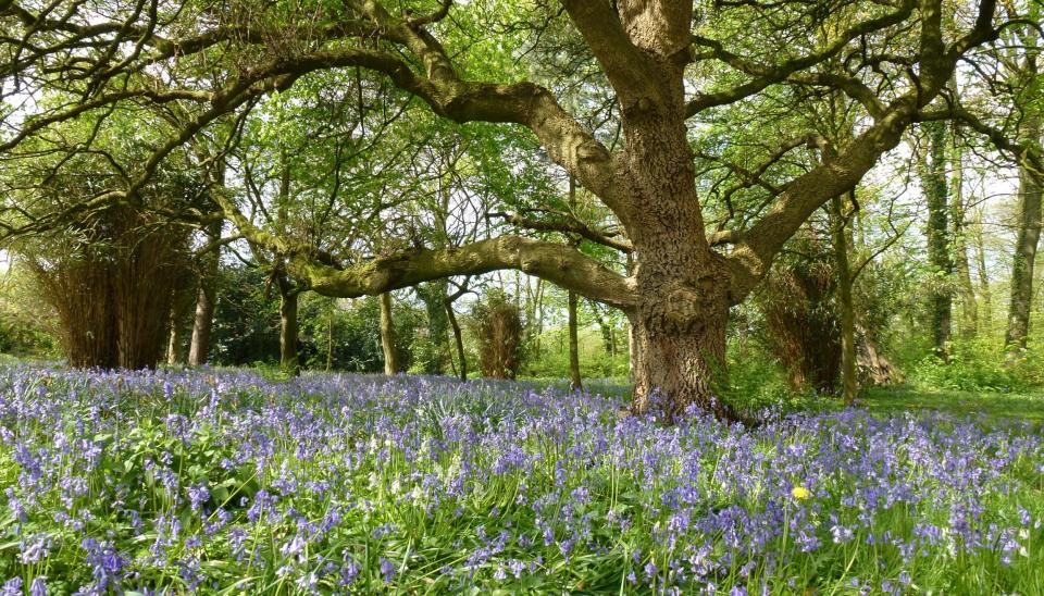 Bluebells at Rufford Hall