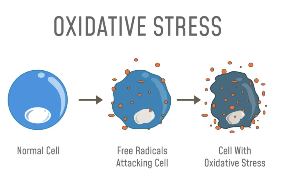 Freie Radikale führen zu oxidativem Stress, der mit bestimmten altersbedingten Krankheiten in Verbindung gebracht wird. - Copyright: FancyTapis / Getty Images