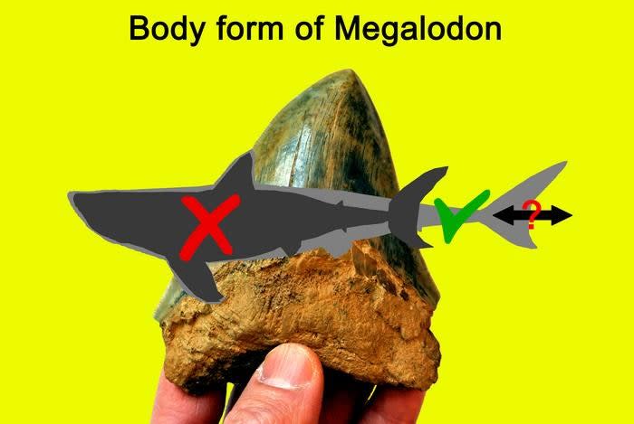 A graphic showing how O. megalodon's body shape may differ from previous assumptions.