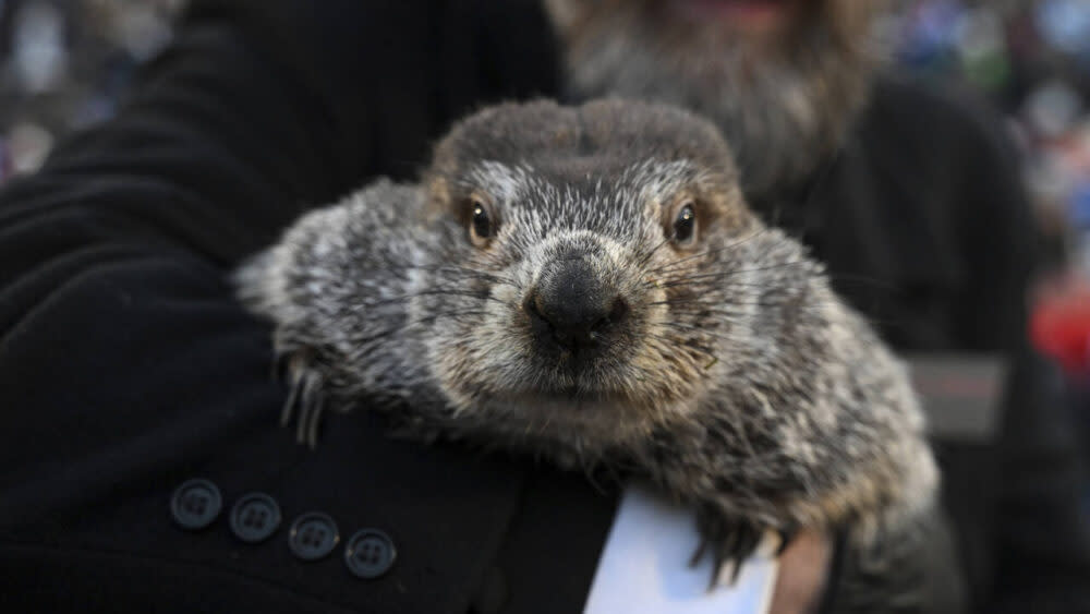 Groundhog Club handler A.J. Dereume holds Punxsutawney Phil in 2023