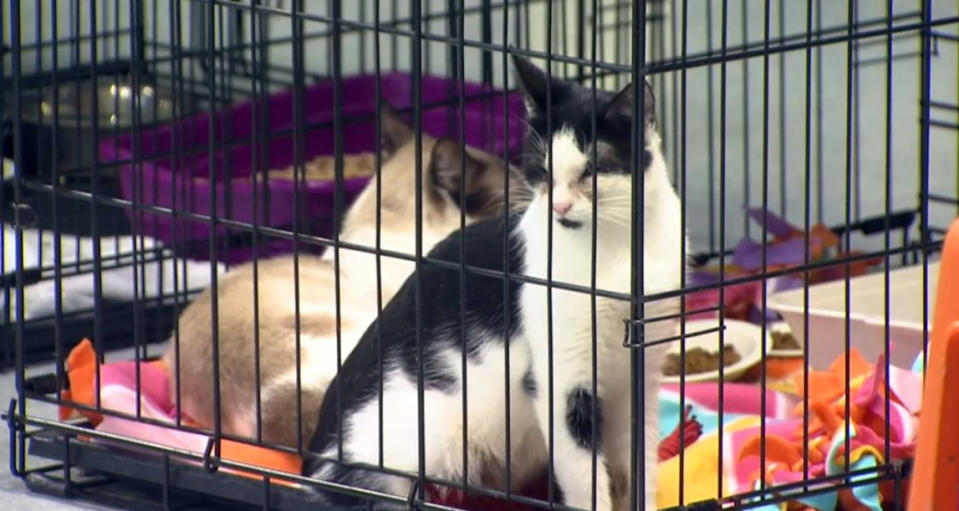 Three people were charged with multiple counts of animal cruelty for hoarding more than 200 cats in Winsted, Conn. (WVIT)