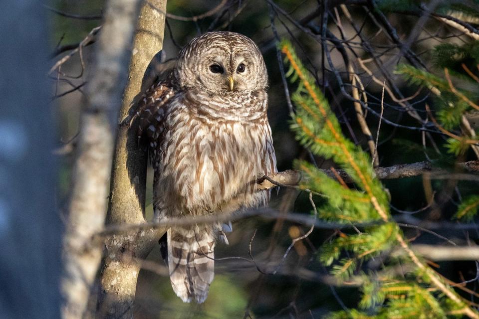 Learn about barred owls and other local species during a Feb. 2 Owl Prowl at Caratunk Wildlife Refuge in Seekonk, Mass.