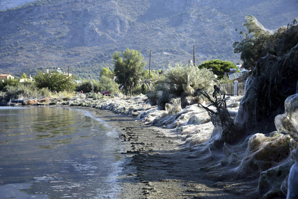 In this Wednesday, Sept. 18, 2018 photo, trees, bushes and seaside vegetation along a beach at Aitoliko, in western Greece, are covered in thick spiders' webs. It's not quite the World Wide Web _ but the spiders of Aitoliko ihave made a good start. Spurred into overdrive by an explosion in populations of insects they eat, thousands of little spiders in the western town have spun a sticky white line extending for a few hundred meters along the shoreline. (AP Photo/Giannis Giannakopoulos.)