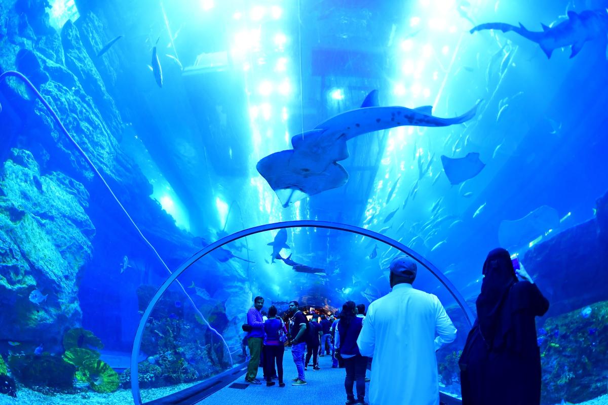 The 7 Most Beautiful Aquariums in the World