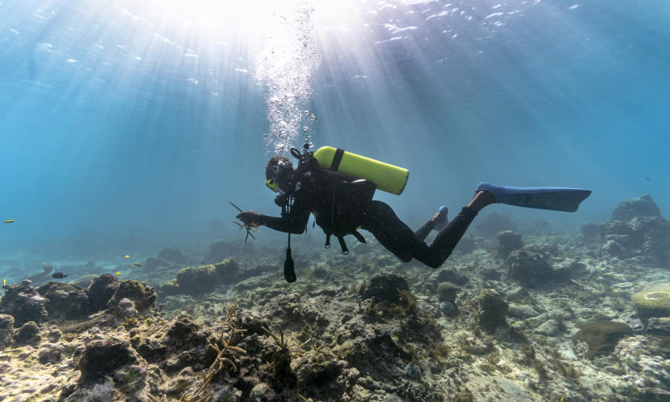 Diver Everton Simpson carries pieces of staghorn coral from a nursery to be planted inside the White River Fish Sanctuary Monday, Feb. 11, 2019, in Ocho Rios, Jamaica. One day, Simpson and the other Jamaicans doing this work hope, the coral and fish will fully return and match the beauty of the water above. (AP Photo/David J. Phillip)