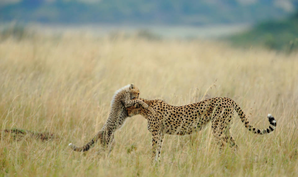 <b>Viewers’ Choice for Nature: Tender Moment</b> <br> Everyday in Mara starts with something new and different and day ends with memorable experiences with spectacular photographs. I was very lucky of sighting and photographing Malaika the name of female Cheetah and her cub. She is well known for its habit to jump on vehicles. She learned that from her mother Kike, and Kike from her mother Amber. Like her mother she is teaching lessons to her cub. Teaching lessons means addition of another moment for tourist. This is one of the tender moments between Malaika and her cub. I was very lucky to capture that moment. <a href="http://ngm.nationalgeographic.com/ngm/photo-contest/" rel="nofollow noopener" target="_blank" data-ylk="slk:(Photo and caption by Sanjeev Bhor/National Geographic Photo Contest);elm:context_link;itc:0;sec:content-canvas" class="link ">(Photo and caption by Sanjeev Bhor/National Geographic Photo Contest)</a>