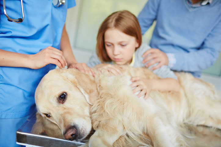 Dog lying on a vet table and a girl holding him worriedly
