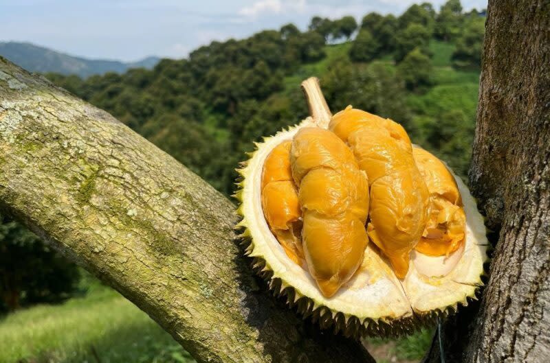 honest durian sellers - durian sg prime