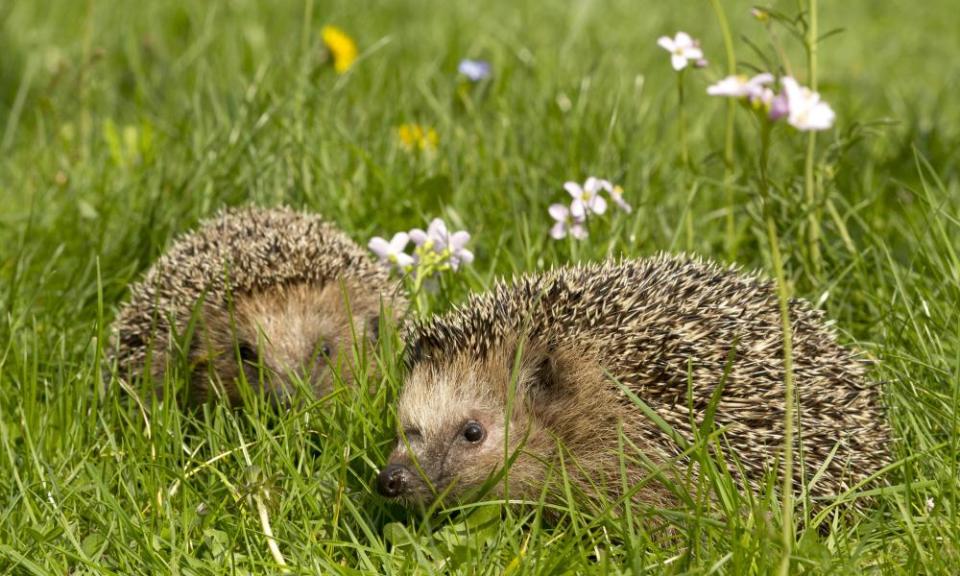 A couple of hedgehogs on a meadow with spring flowers