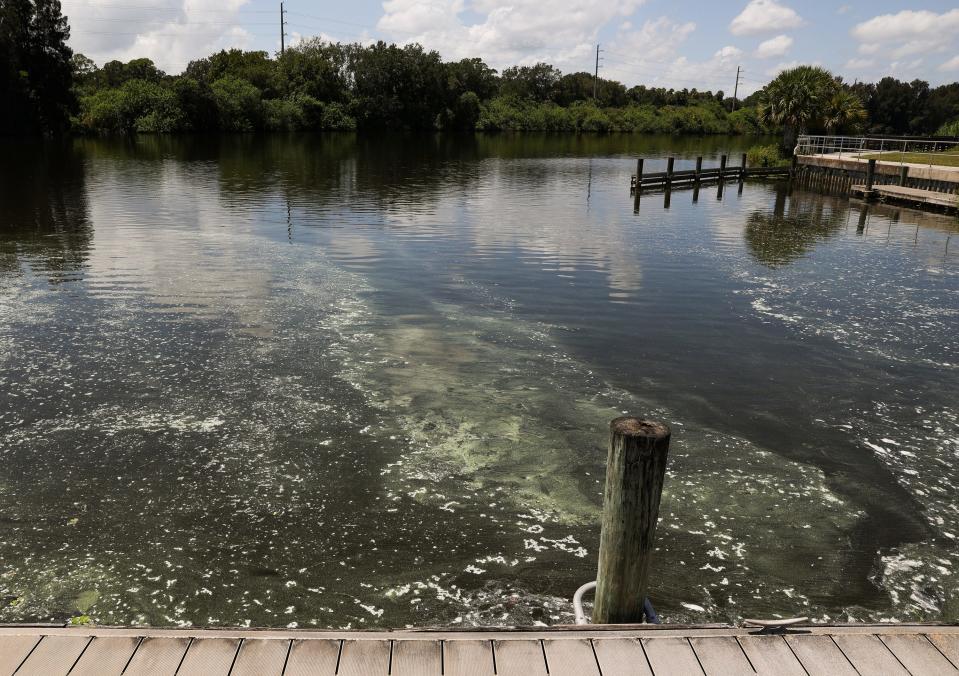 Toxic algae is polluting the C44-Canal at the Timer Powers Park boat ramp in Indiantown, Tuesday, Aug. 8, 2023, at 14100 S.W. Citrus Blvd. The state found 800 micrograms per liter of microcystis aeruginosa in the cyanobacteria, commonly called blue-green algae, according to water samples the Department of Environmental Protection took Aug. 3.