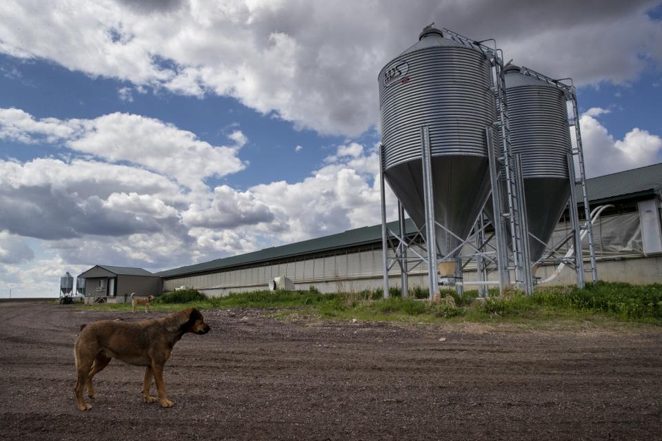 Craig Anderson's farm in Centerville, S.D., has trouble finding factories to take his hogs.