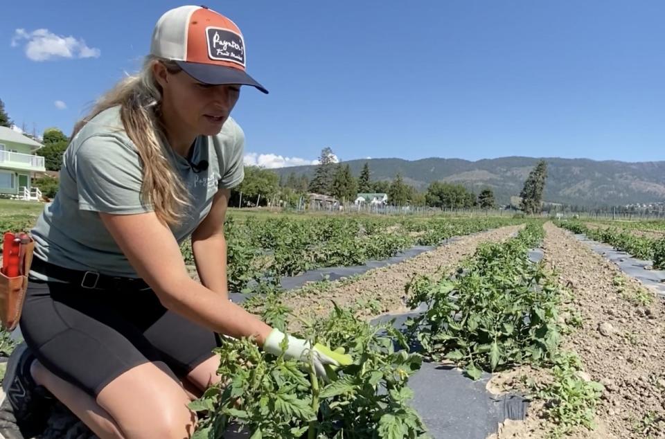 Farmer and fruit market owner, Jennay Oliver is planting U-pick tomatoes, watermelons and pumpkins this year as there are no cherries or peaches for customers to pick this year at her West Kelowna farm.