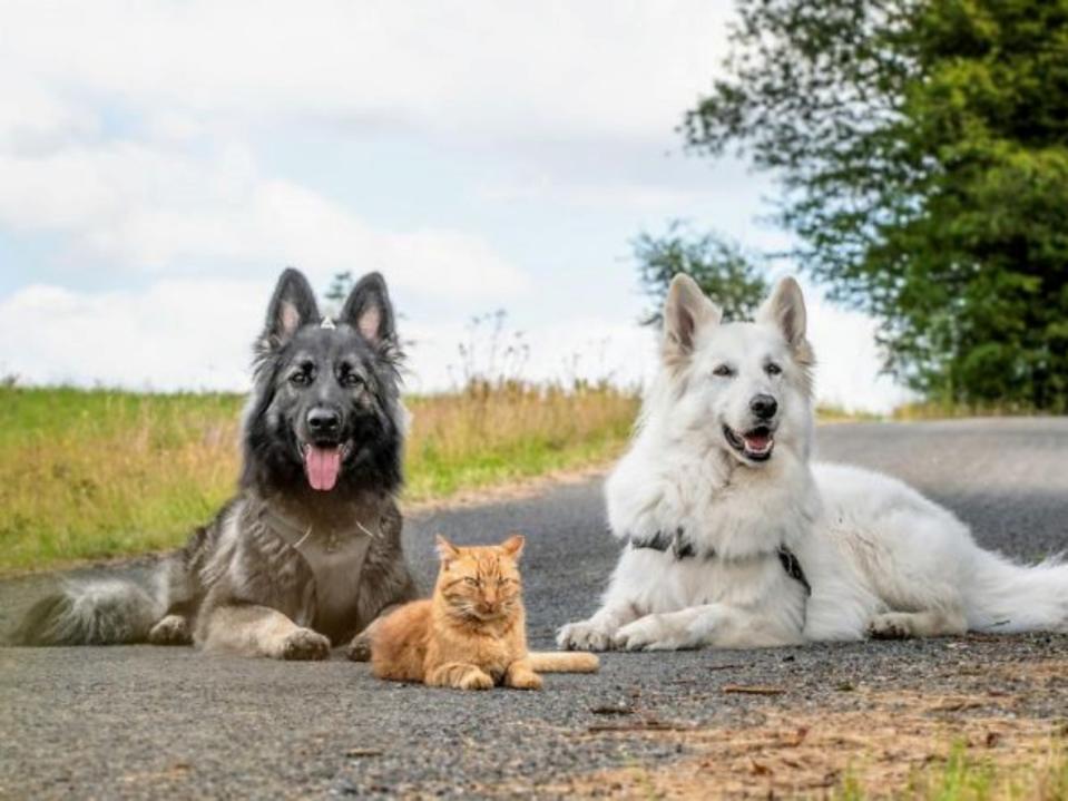 <p>橘貓阿茲瑪爾（Azmael）從小由牧羊犬連恩（Liam）帶大，牠們和牧羊犬妮穆艾（Nimue）常一起外出散步兼玩耍。（圖／Doudouisawesome） </p>
