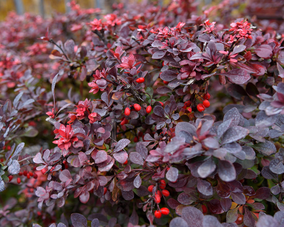 Berberis thunbergii Japanese barberry