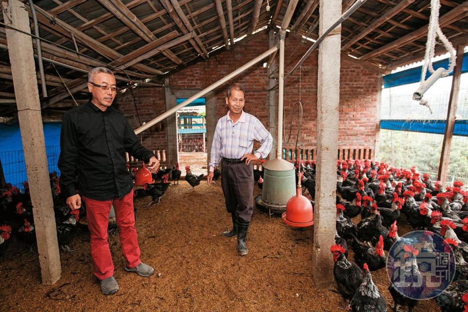二哥葉明中（右）負責飼養黑羽土雞，供應給弟弟葉明杰（左）的餐廳。