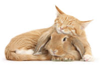 <p>Sleepy ginger kitten, Tom, 3 months old, lounging on Sandy Lionhead-Lop rabbit. (Photo: Warren photographic/Caters News) </p>