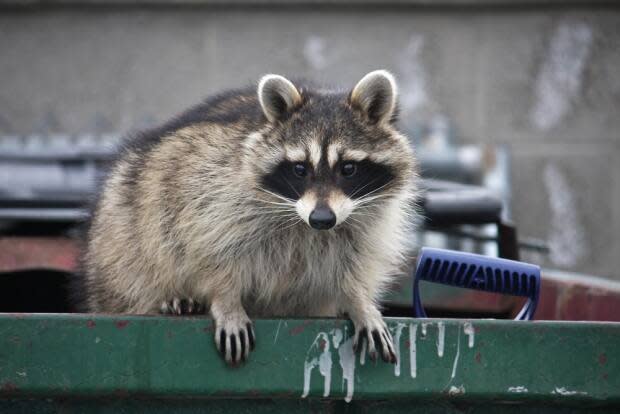 Toronto Public Health saw a 62 per cent increase in reports of people bitten or scratched by raccoons between January 2020 and February 2021, compared to the average in the previous two years. (jennyt / Shutterstock - image credit)