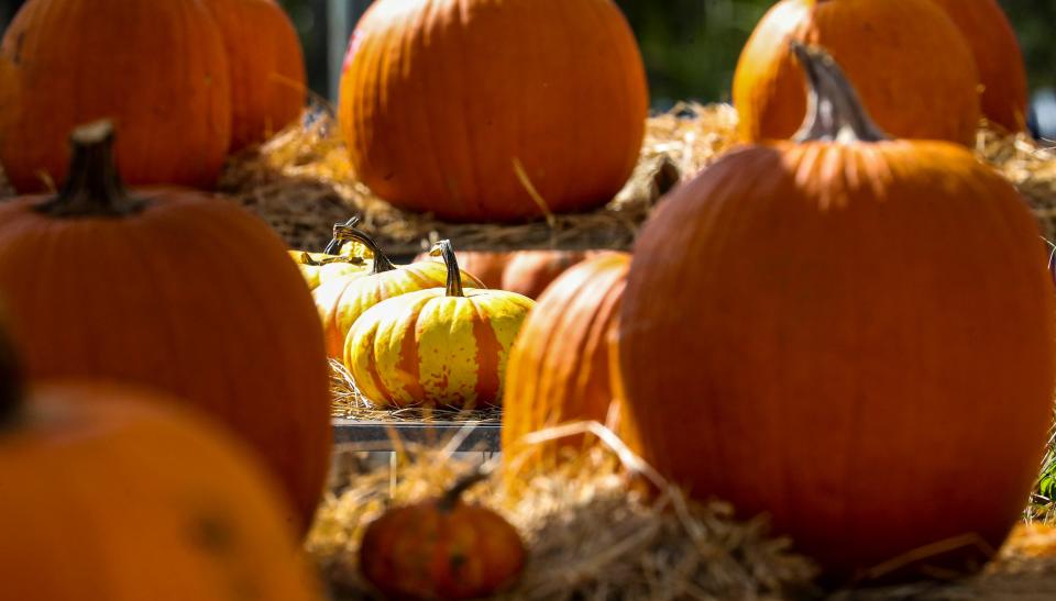 Pumpkins in the pumpkin patch at the 2021 Springtime Farms Fall Festival in North Fort Myers.