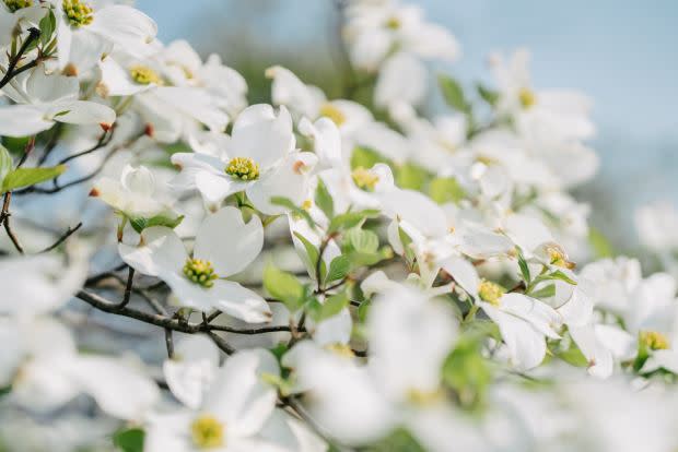 Flowering dogwood, the North Carolina state flower<p><a href="https://unsplash.com/photos/_GvDG19O0BM" rel="nofollow noopener" target="_blank" data-ylk="slk:Tokyo Kohaku via UnSplash;elm:context_link;itc:0;sec:content-canvas" class="link ">Tokyo Kohaku via UnSplash</a></p>