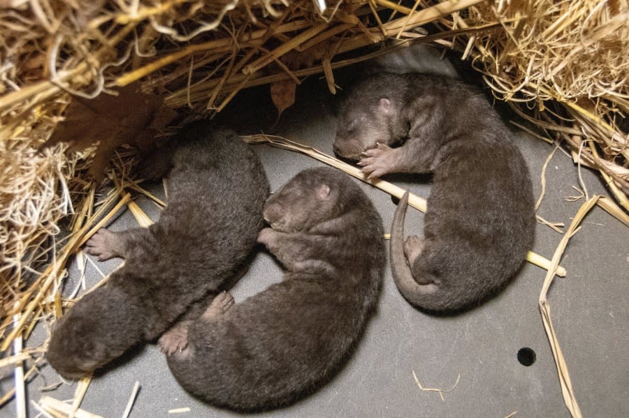 Otter triplets born at Potter Park Zoo. (Photo: Potter Park Zoo)