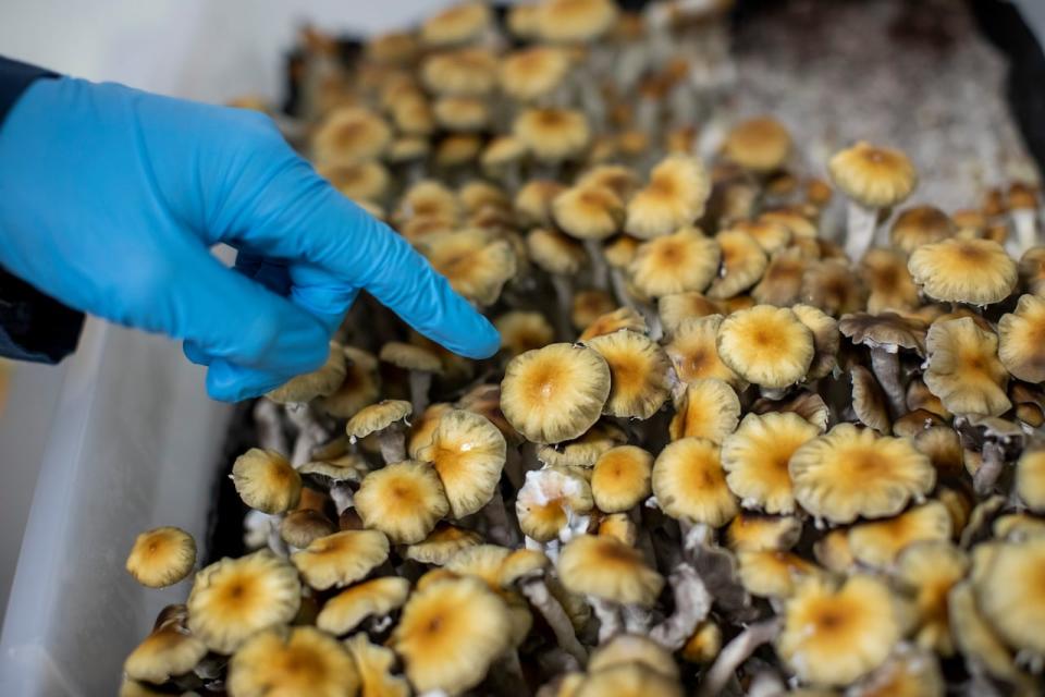 A research scientist inspects a magic mushroom at pharmaceutical company Filament Health in Burnaby, British Columbia on Monday, December 4, 2023. 