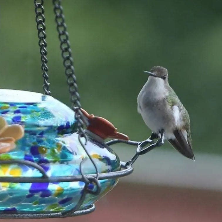 A female hummingbird sits on a feeder in this 2021 photo.