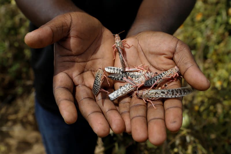 Victor Juma holds dead locusts after locusts devastated a tomato farm he manages near the town of Lodwar, Turkana county