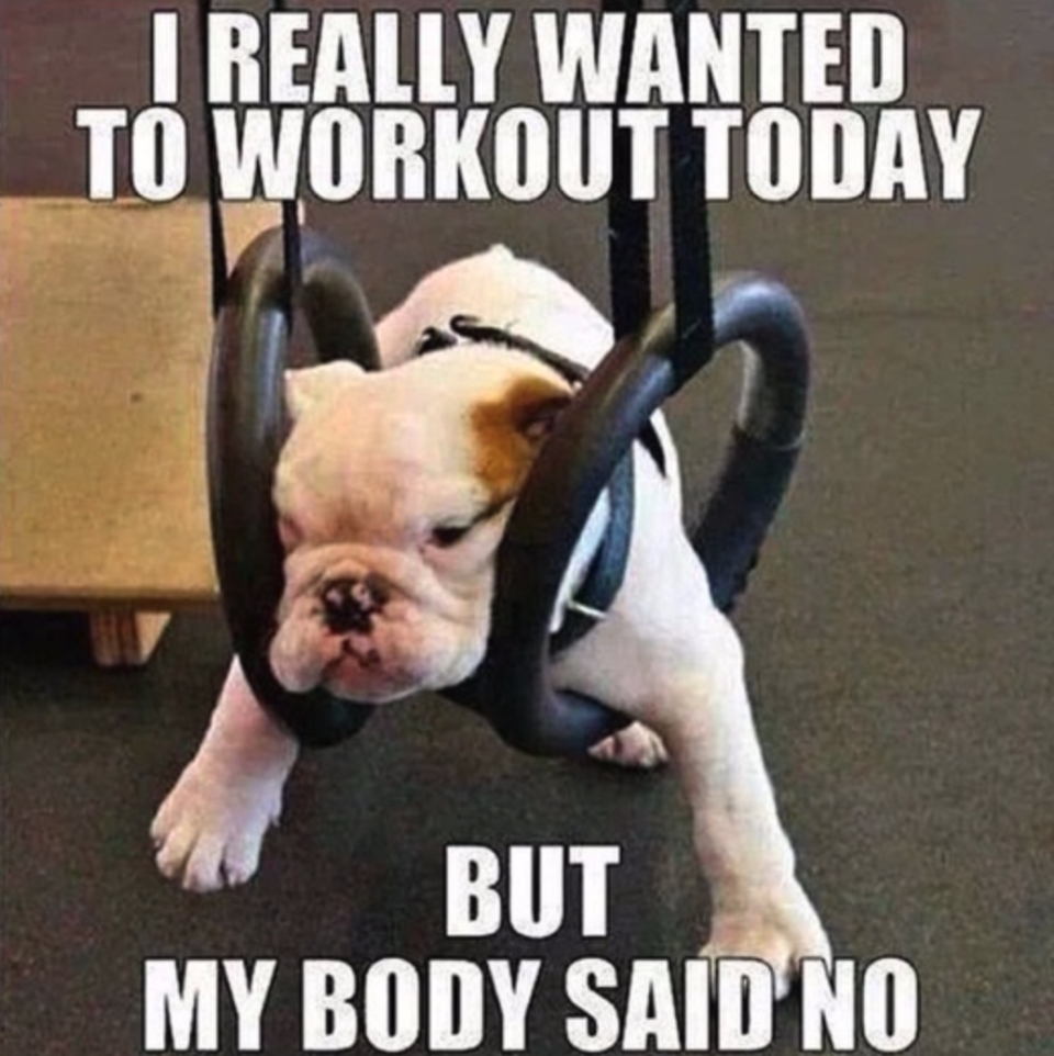 Exercise memes: Dog lazily slumped on gym rings with caption: I really wanted to work out today, but my body said no