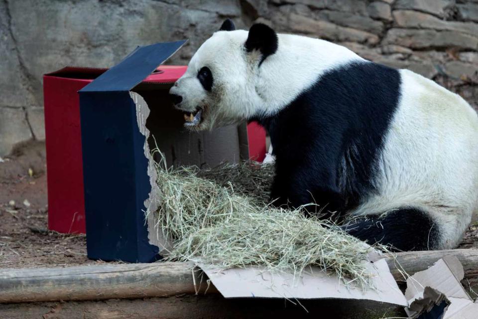 <p>Zoo Atlanta</p> Yang Yang the Giant Panda
