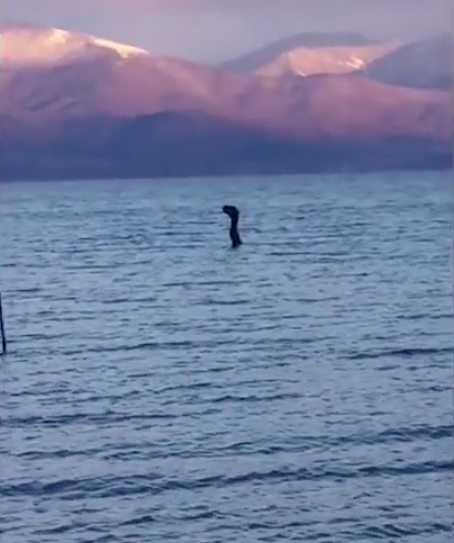 Is this Nessie's long lost cousin? Photo: Australscope