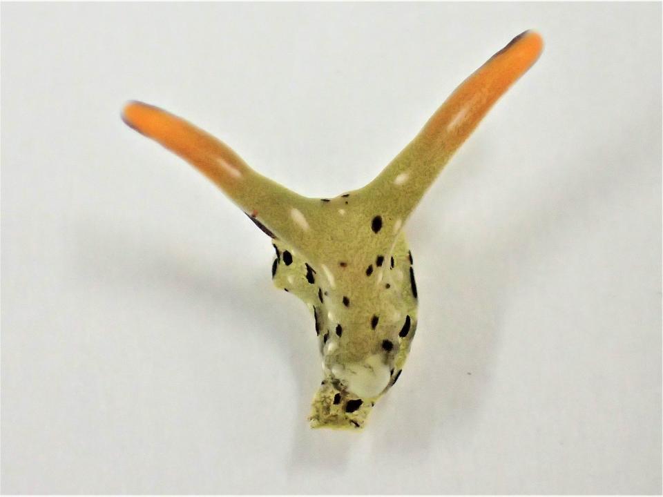 This undated photo provided by Sayaka Mitoh shows the head of a Elysia cf. marginata sea slug. According to a study released in the journal Current Biology on Monday, March 8, 2021, scientists have discovered that some Japanese sea slugs can grow whole new bodies if their heads are cut off, taking regeneration to the most extreme levels ever seen. (Sayaka Mitoh via AP)